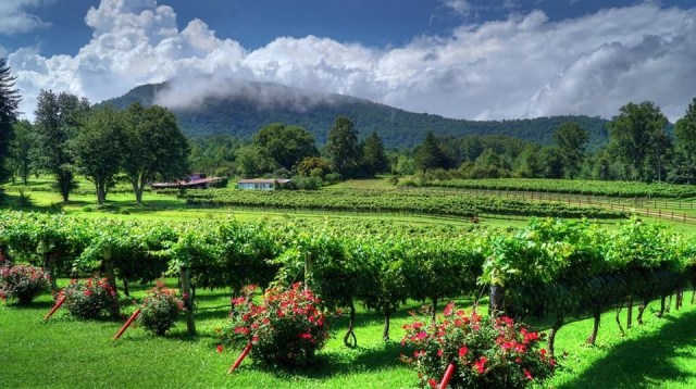 Dillard Mountains and Vines